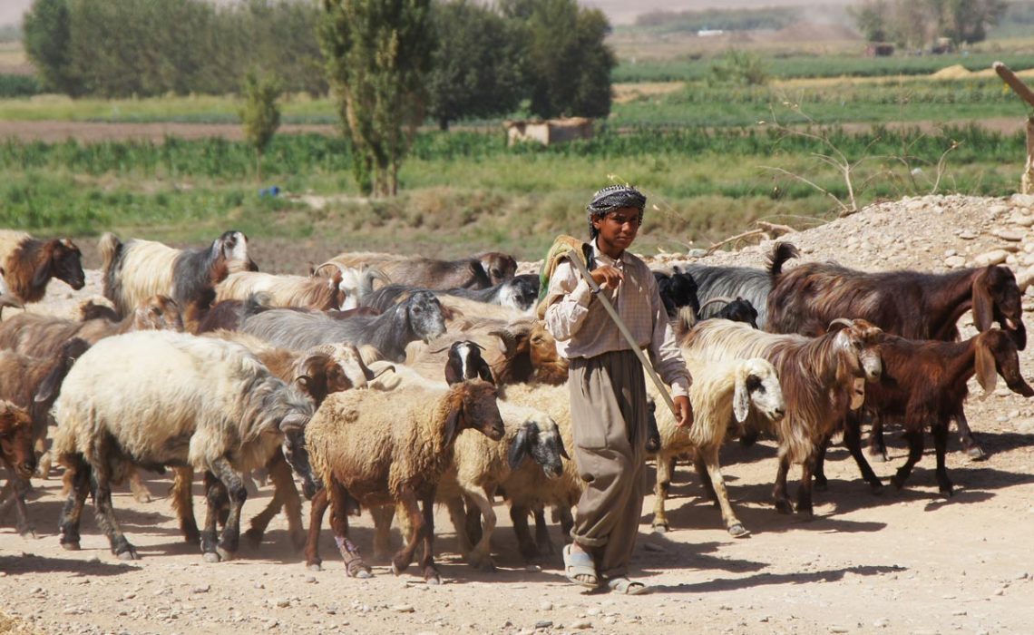 blog-shepherds2